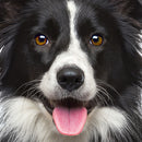 CURIOSI | Hundemotiv des Puzzle Q "Animal 5"