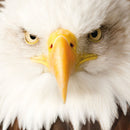 Puzzle Q "Animal 10"