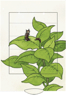 Lebende Karte "Schmetterling"