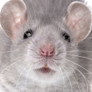 CURIOSI | Mausmotiv des Puzzle Q "Animal 3"